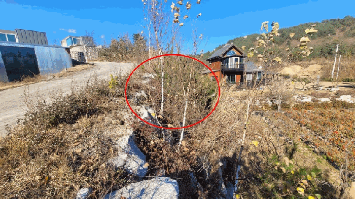 강원 고성군 죽왕면 대지 경매 물건 사진 5 · 2025타경307