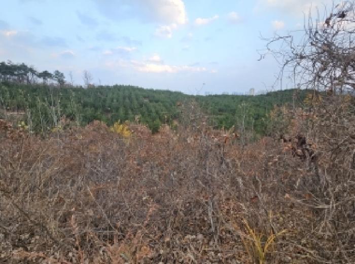 강원 속초시 장사동 임야 경매 물건 사진 2 · 2025타경312