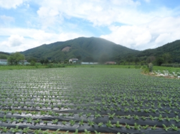 강원 평창군 봉평면 답 경매 물건 사진