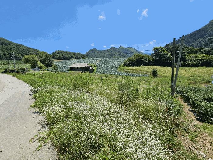 강원 정선군 화암면 전 경매 물건 사진