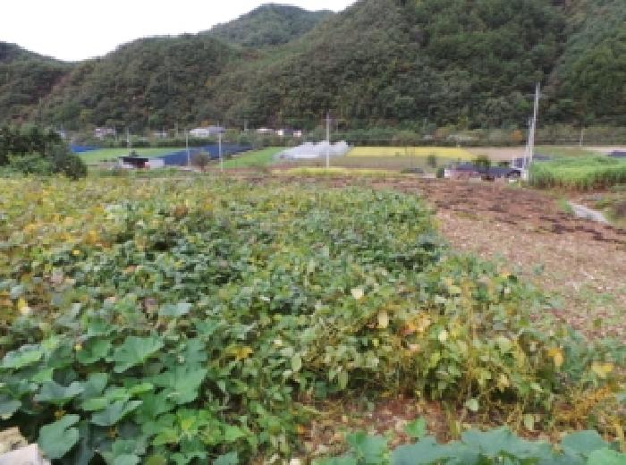 강원 평창군 평창읍 전답 경매 물건 사진