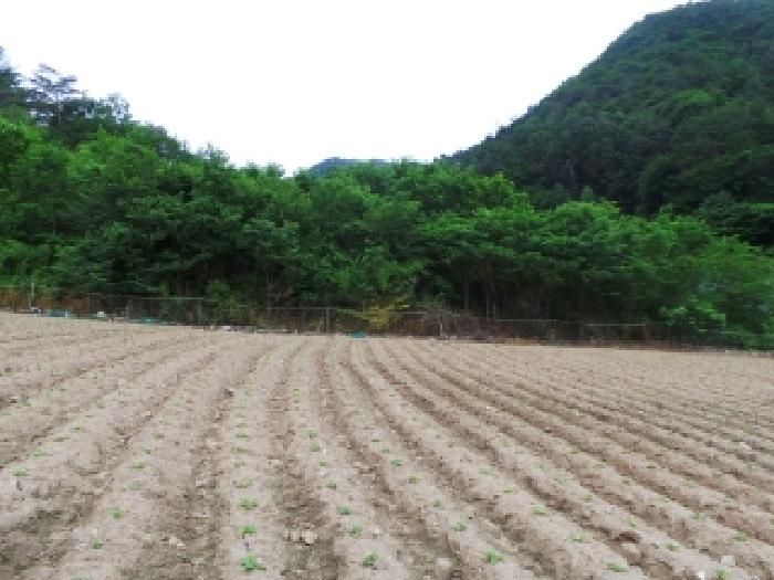 강원 평창군 진부면 대지 경매 물건 사진 6 · 2025타경30488