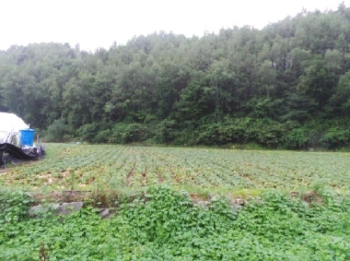 강원 평창군 진부면 답 경매 물건 사진