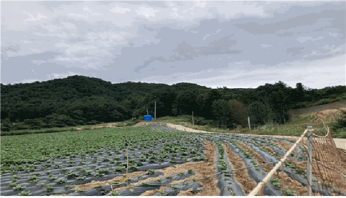 강원 평창군 봉평면 임야 경매 물건 사진 5 · 2025타경30563