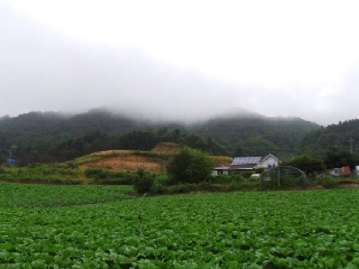 강원 평창군 봉평면 임야 경매 물건 사진