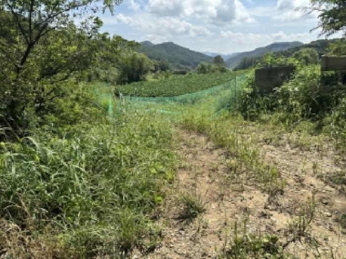충북 괴산군 청안면 답 경매 물건 사진 4 · 2025타경4278