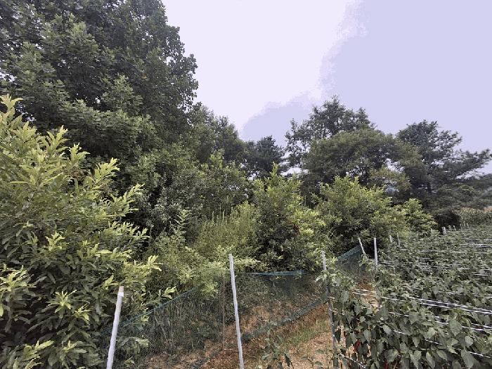 충북 괴산군 청천면 임야 경매 물건 사진 5 · 2025타경51577
