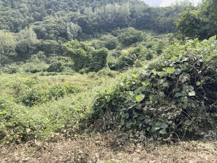 충청북도 괴산군 괴산읍 서부리 567-5 전 경매 물건 사진