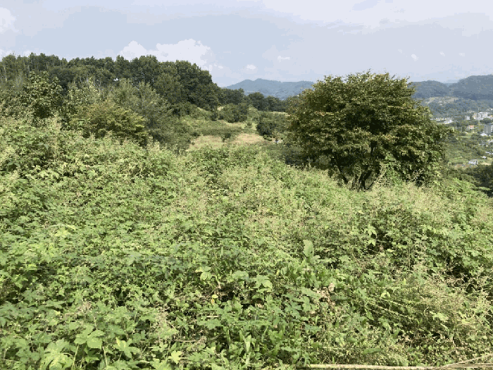 충북 괴산군 괴산읍 전 경매 물건 사진 4 · 2025타경51795