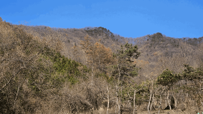 충북 보은군 보은읍 임야 경매 물건 사진 2 · 2025타경52011
