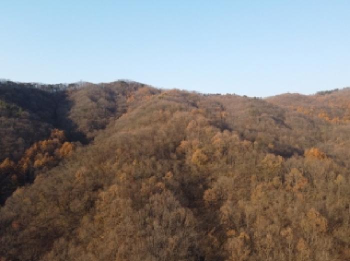 충북 보은군 보은읍 임야 경매 물건 사진