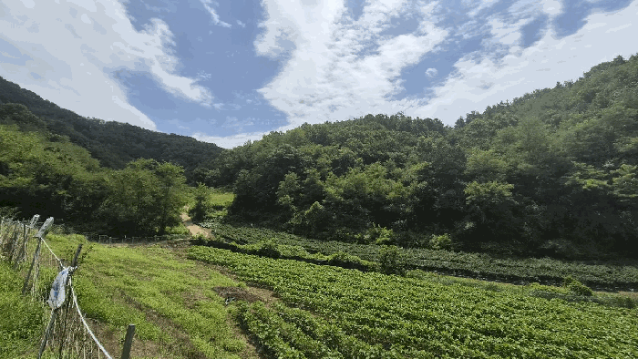 충북 보은군 마로면 전 경매 물건 사진 5 · 2026타경276