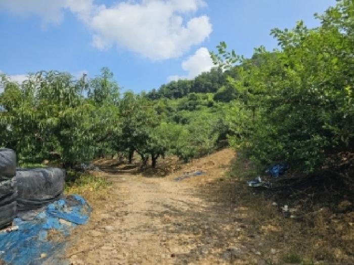 충북 괴산군 불정면 대지,임야,전답 경매 물건 사진 2 · 2026타경295