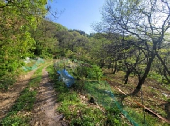 충북 청주시 청원구 내수읍 임야 경매 물건 사진