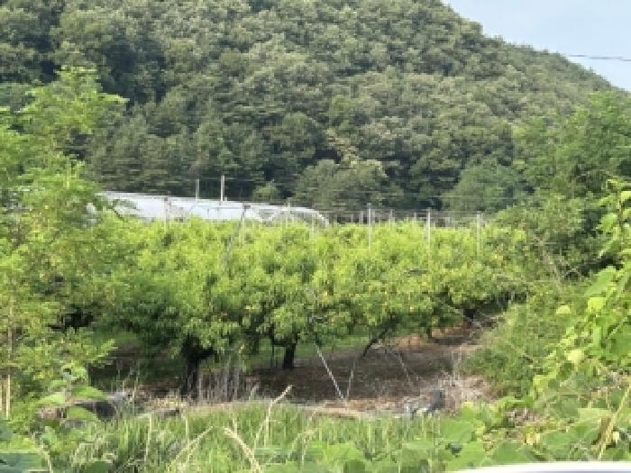 충북 보은군 마로면 대지,임야,전답 경매 물건 사진