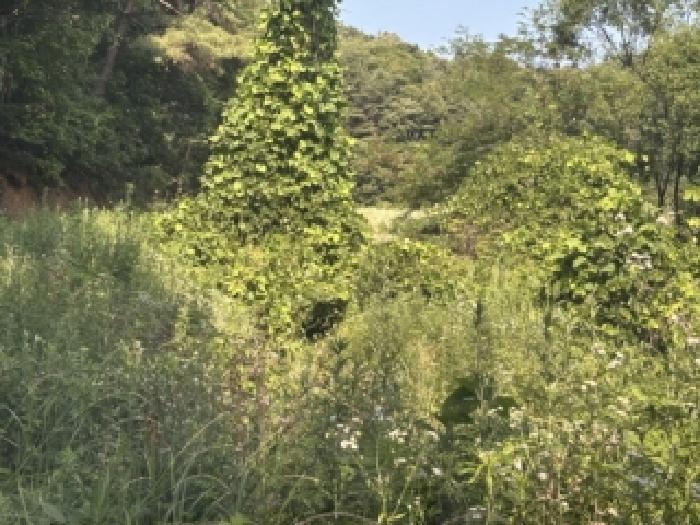 충북 보은군 수한면 과수원 경매 물건 사진