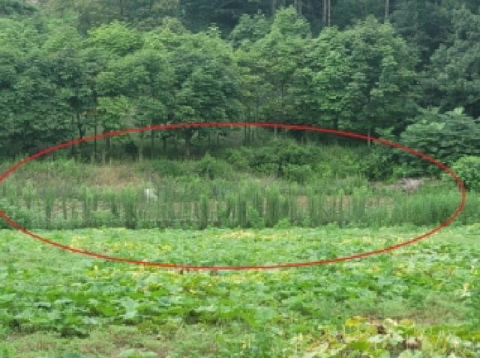 충북 청주시 상당구 미원면 전답 경매 물건 사진