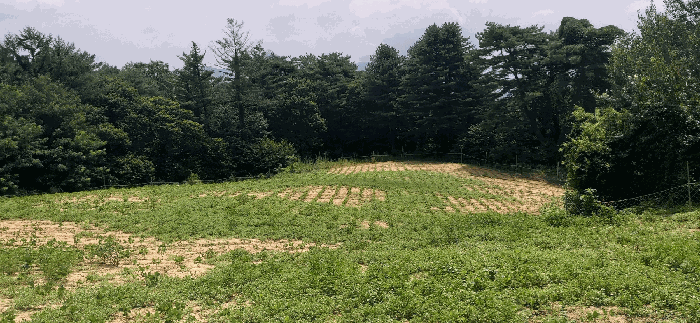 충북 괴산군 청천면 임야 경매 물건 사진 6 · 2026타경50841
