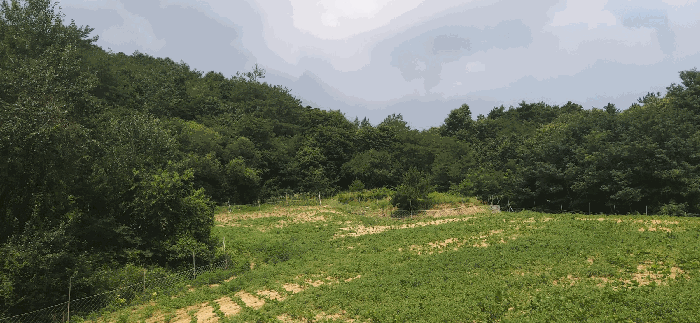 충북 괴산군 청천면 임야 경매 물건 사진 4 · 2026타경50841