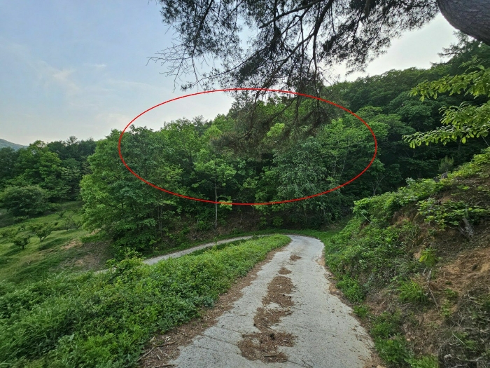 충북 음성군 음성읍 임야 경매 물건 사진 4 · 2023타경1261