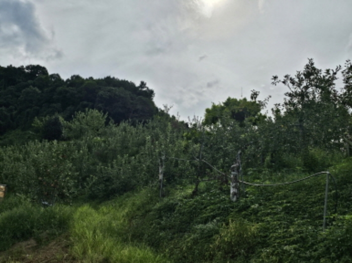 충북 충주시 용관동 임야 경매 물건 사진 2 · 2024타경34152