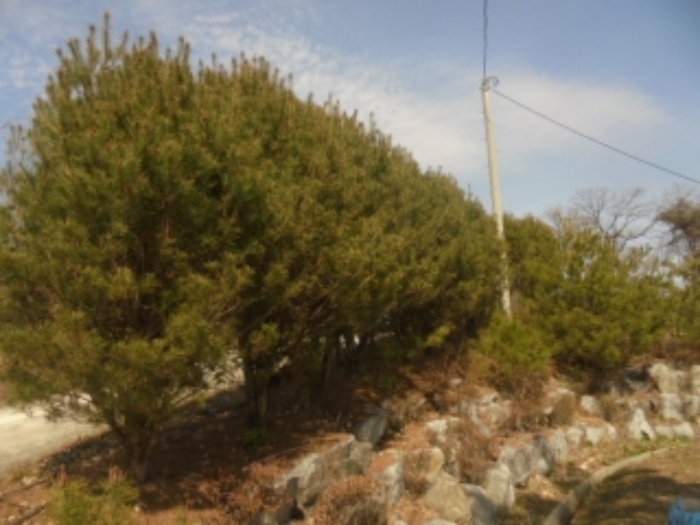 충북 음성군 감곡면 임야 경매 물건 사진 4 · 2024타경982