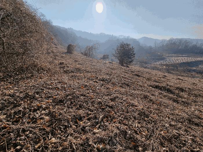 충북 충주시 소태면 임야 경매 물건 사진 4 · 2025타경194