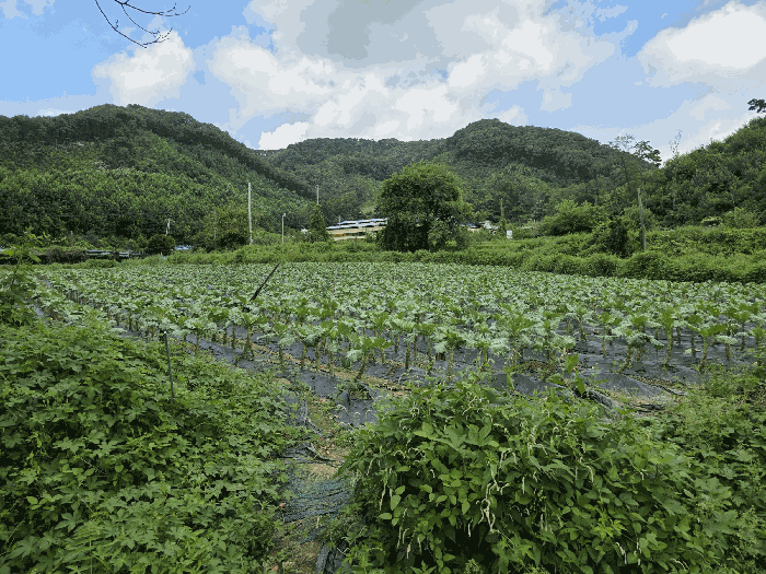 충북 음성군 원남면 전 경매 물건 사진 4 · 2025타경2022