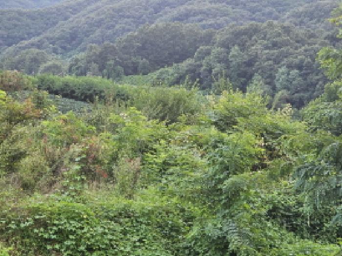 충북 충주시 앙성면 답 경매 물건 사진