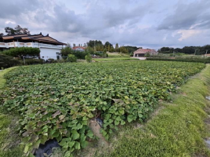 충북 충주시 동량면 전답 경매 물건 사진