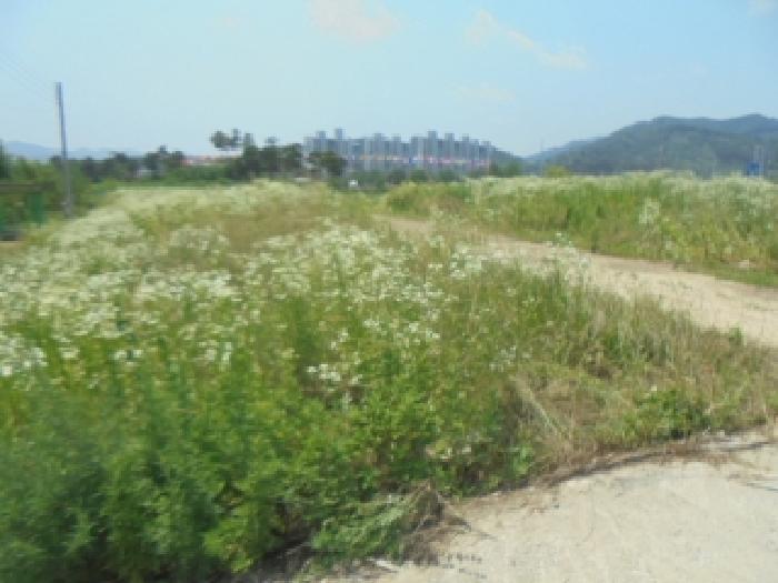 충북 음성군 음성읍 과수원 경매 물건 사진 2 · 2025타경30574