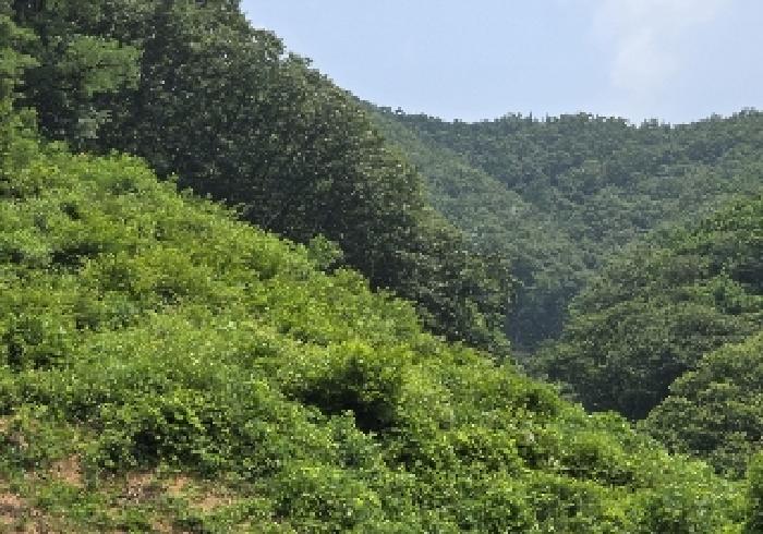 충북 충주시 엄정면 임야 경매 물건 사진 2 · 2025타경30615