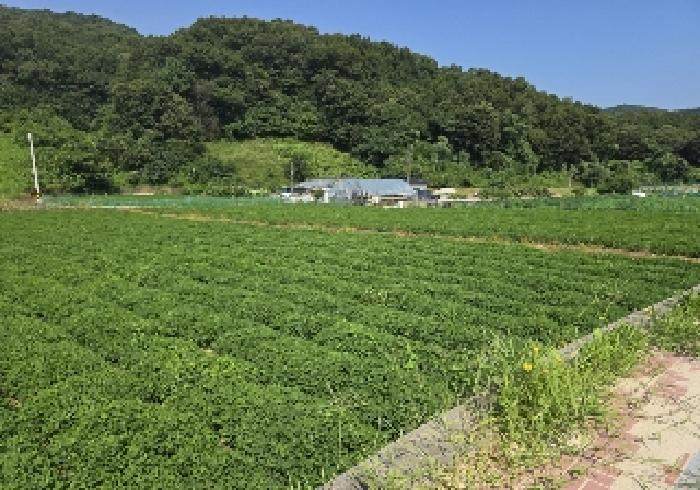 충북 충주시 앙성면 전 경매 물건 사진 6 · 2025타경30696