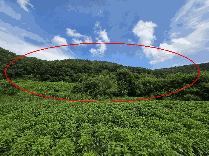 충북 충주시 앙성면 임야 경매 물건 사진 6 · 2025타경30756