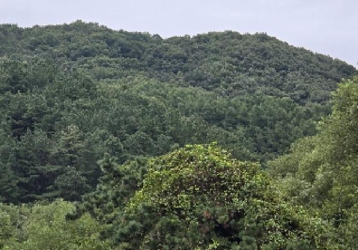 충북 충주시 앙성면 임야 경매 물건 사진