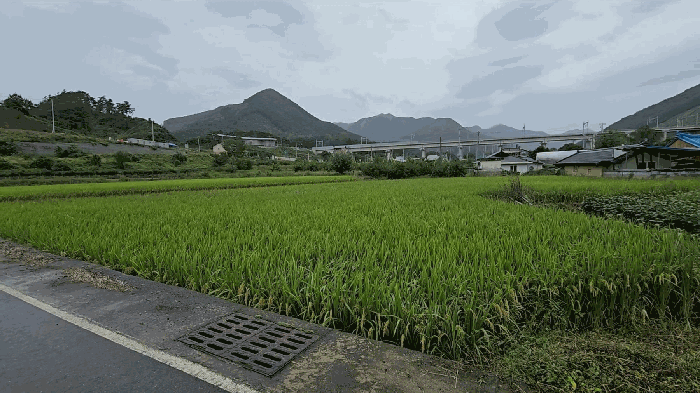 충북 충주시 수안보면 전답 경매 물건 사진 5 · 2025타경30759