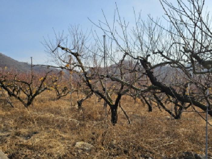 충북 음성군 감곡면 전답 경매 물건 사진 2 · 2025타경30999