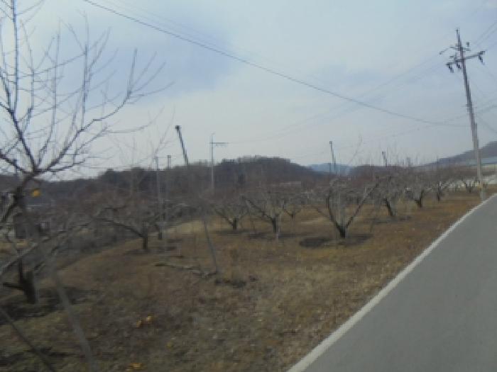 충북 음성군 음성읍 전답 경매 물건 사진