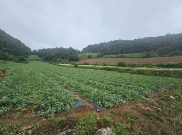 충북 단양군 매포읍 전 경매 물건 사진