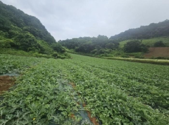 충북 단양군 매포읍 전 경매 물건 사진 2 · 2025타경119