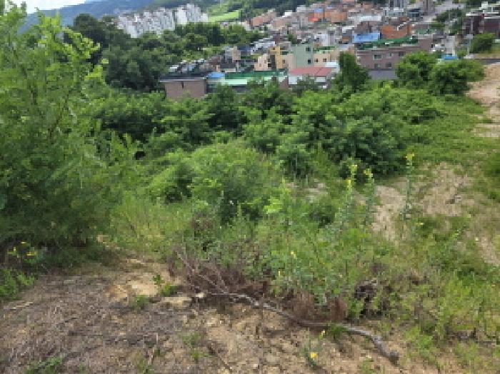 충북 제천시 강제동 과수원 경매 물건 사진 2 · 2025타경136