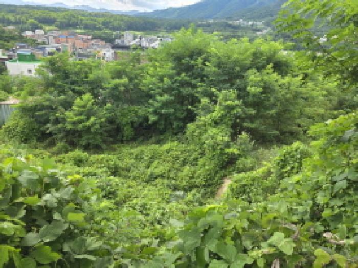 충북 제천시 강제동 과수원 경매 물건 사진 4 · 2025타경136