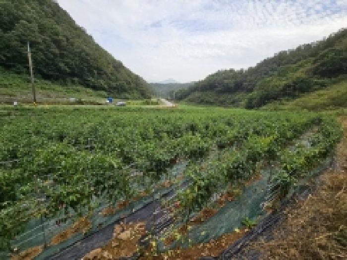 충북 단양군 어상천면 전 경매 물건 사진 3 · 2025타경157