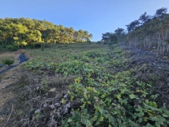 충북 단양군 영춘면 전 경매 물건 사진 2 · 2025타경172