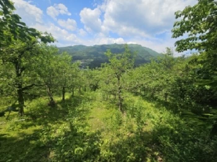 충북 단양군 대강면 전 경매 물건 사진 2 · 2025타경5317