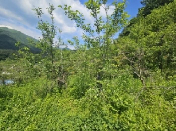 충북 단양군 대강면 전 경매 물건 사진 3 · 2025타경5317