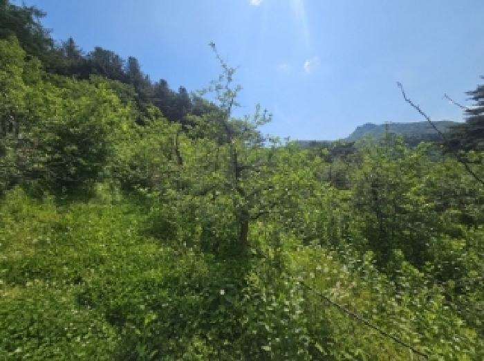 충북 단양군 대강면 전 경매 물건 사진 4 · 2025타경5317