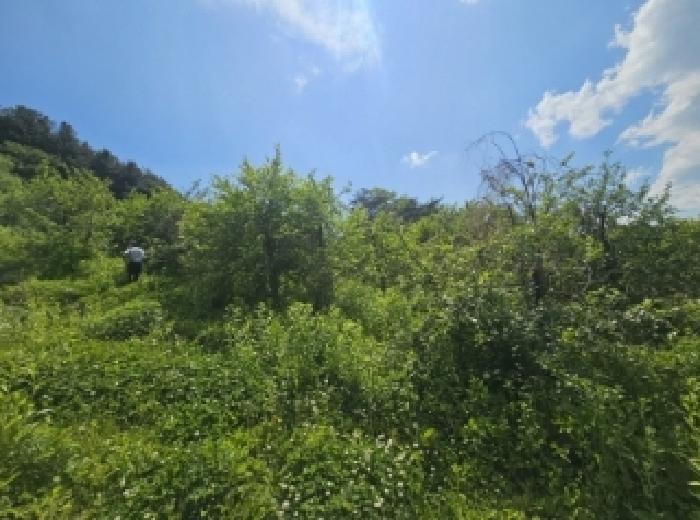 충북 단양군 대강면 전 경매 물건 사진 5 · 2025타경5317
