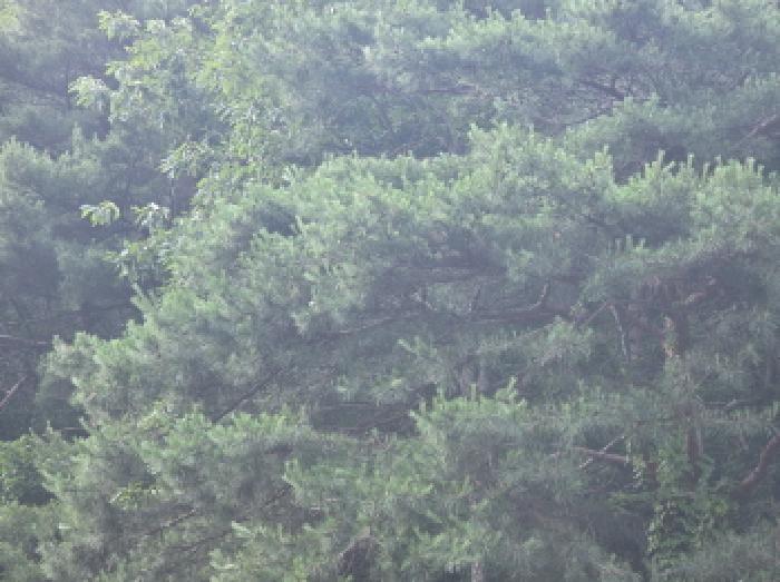 충북 제천시 한수면 임야 경매 물건 사진