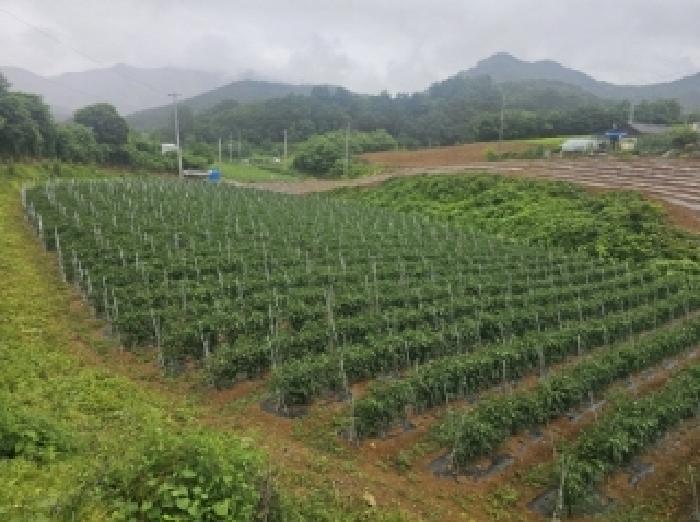 충북 단양군 어상천면 전 경매 물건 사진